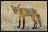 Red Fox