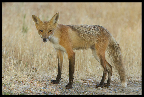 Red Fox