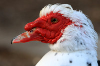 Muscovy Ducks