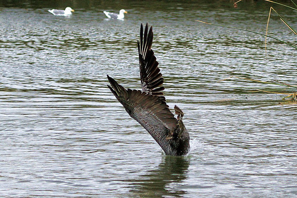 Brown Pelican diving