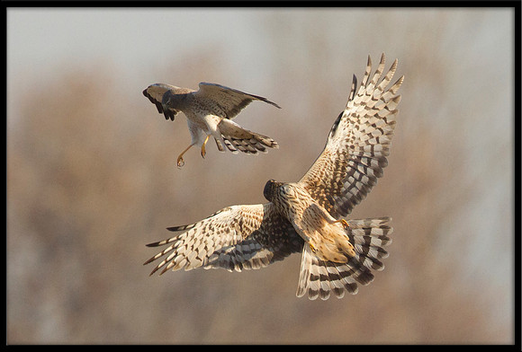 Northern Harrier couple