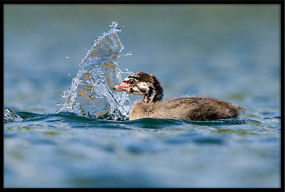 Pied-billed Grebe chick