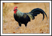 Red Junglefowl
