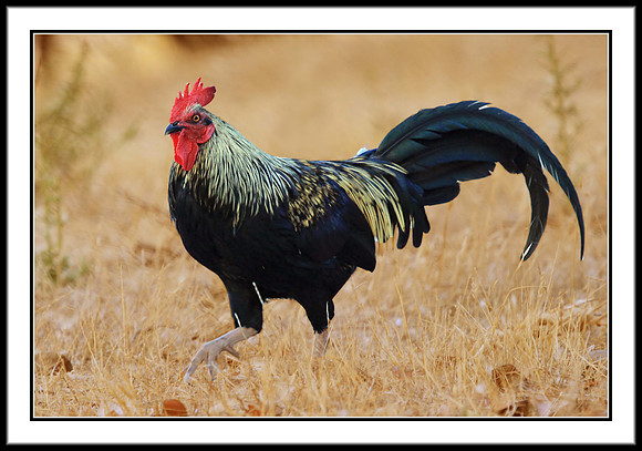 Red Junglefowl