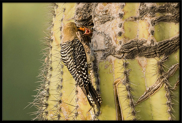 Gila Woodpecker feeding chick