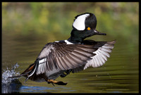 Hooded Merganser takeoff