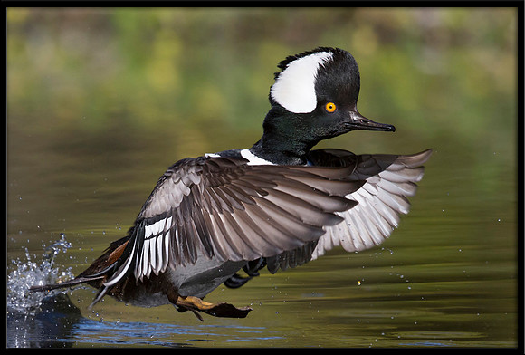 Hooded Merganser takeoff