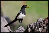 Yellow-billed Magpie