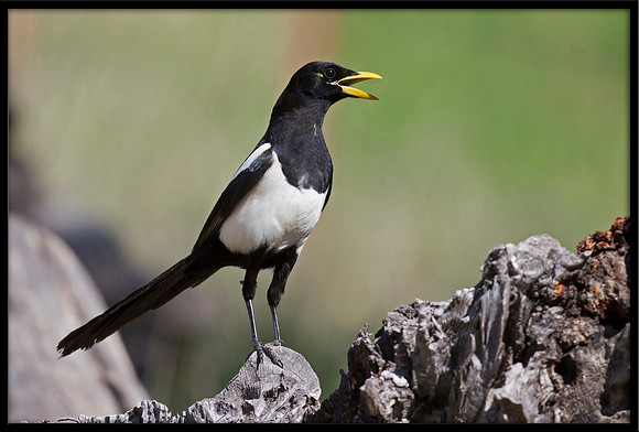 Yellow-billed Magpie