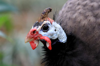 Guinea Hen