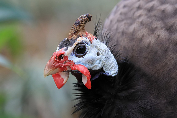 Guinea Hen