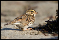 Savannah Sparrow