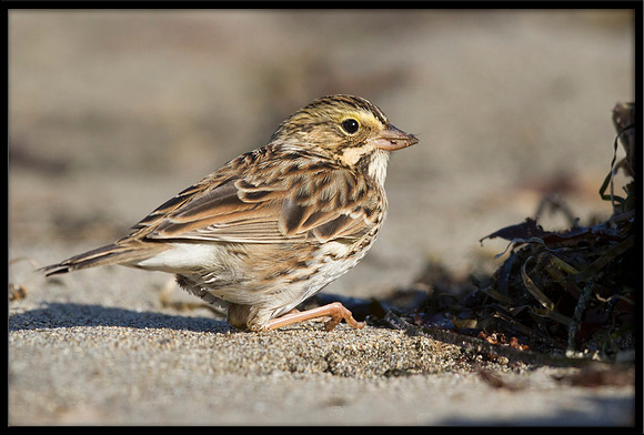 Savannah Sparrow