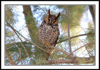 Long-eared Owl