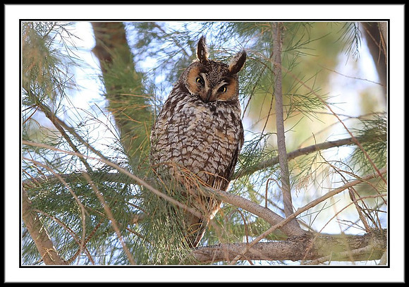 Long-eared Owl