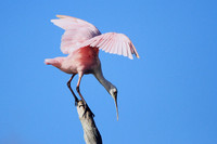 Roseate Spoonbill