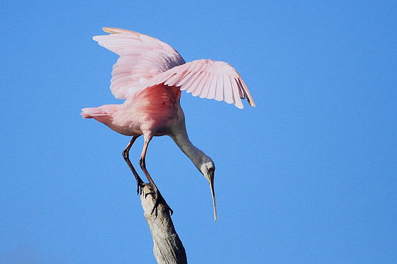 Roseate Spoonbill