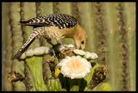 Gila Woodpecker eating nectar from cactus flower