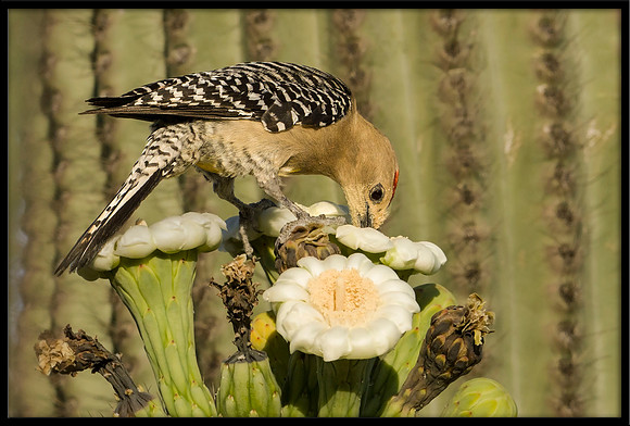 Gila Woodpecker eating nectar from cactus flower