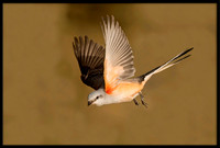 Scissor-tail Flycatcher