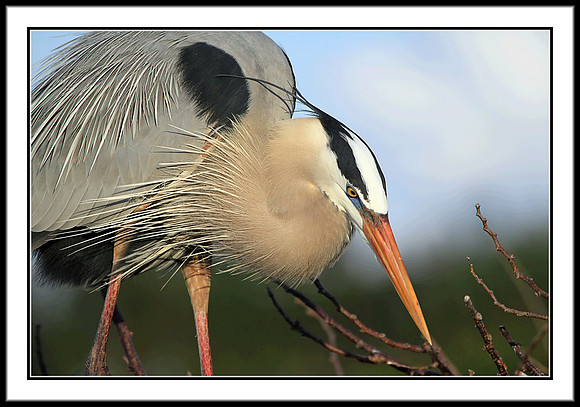 Great Blue Heron building nest