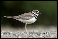 Killdeer