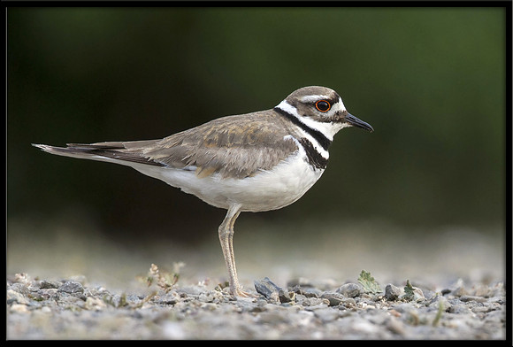Killdeer