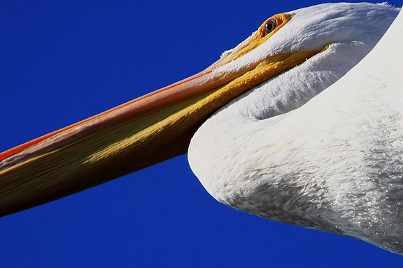 White Pelican closeup