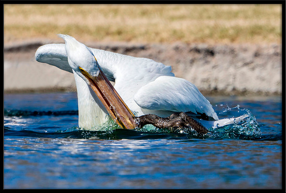 Pelican and Cormorant Fight Over Fish