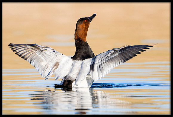 Canvasback