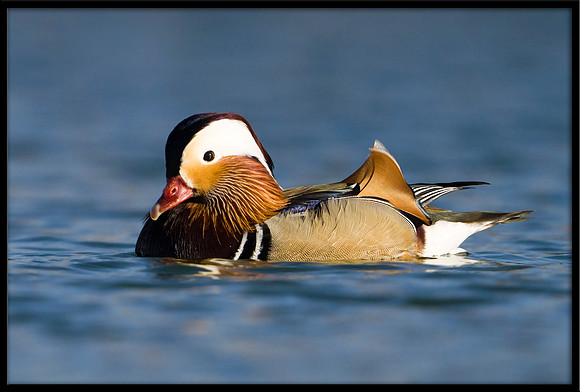 Mandarin Duck