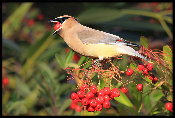 Cedar Waxwing