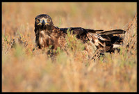 Golden Eagle