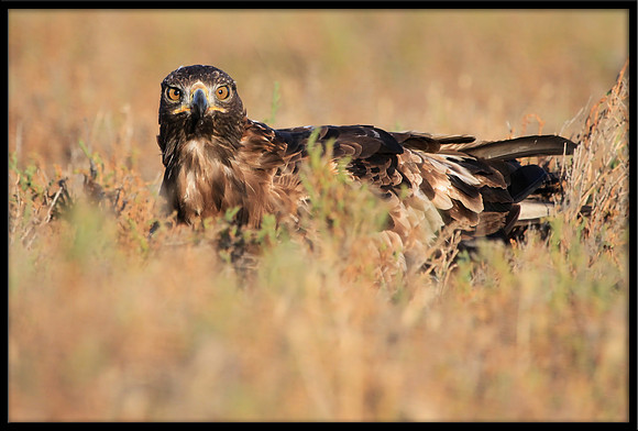 Golden Eagle