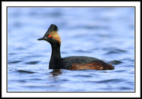 Eared Grebe
