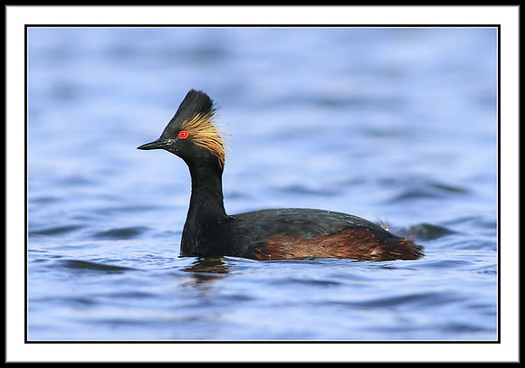 Eared Grebe