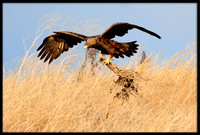Golden Eagle