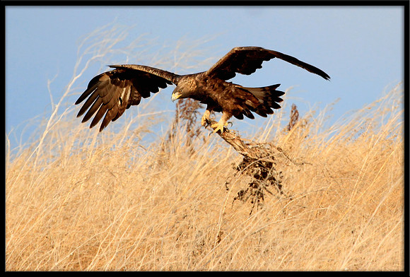 Golden Eagle