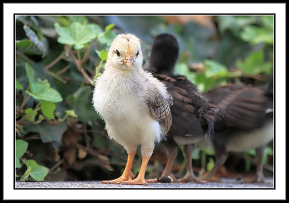 Chicks