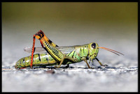 Grasshopper