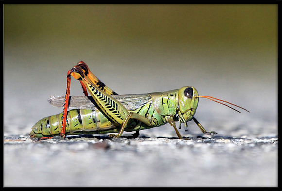 Grasshopper
