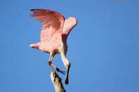 Roseate Spoonbill