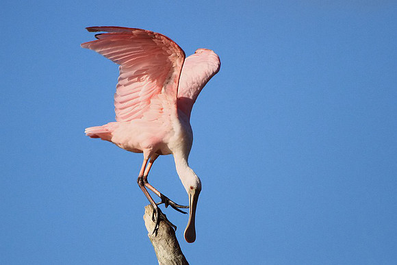 Roseate Spoonbill