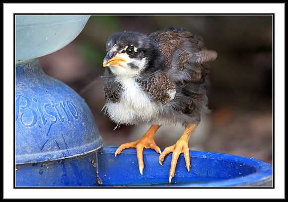 Chick