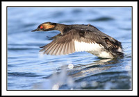 Eared Grebe