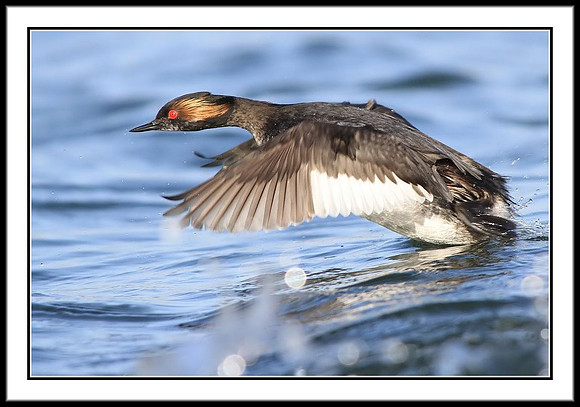 Eared Grebe