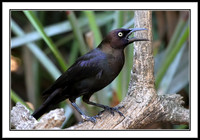 Great-tailed Grackle