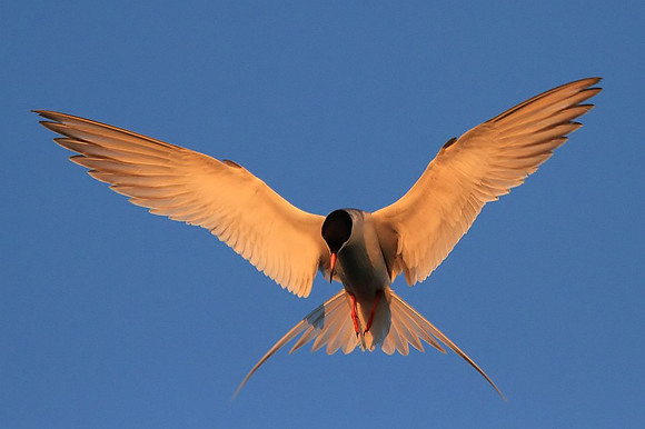Forster's Tern