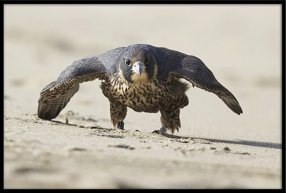 Peregrine Falcon chick
