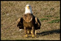 Bald Eagle